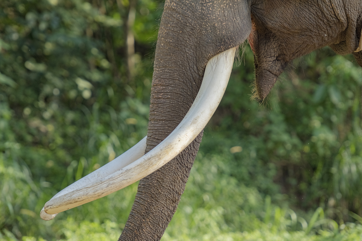 Experience the Thrill of Elephant Hunting in Botswana with African Land Safaris