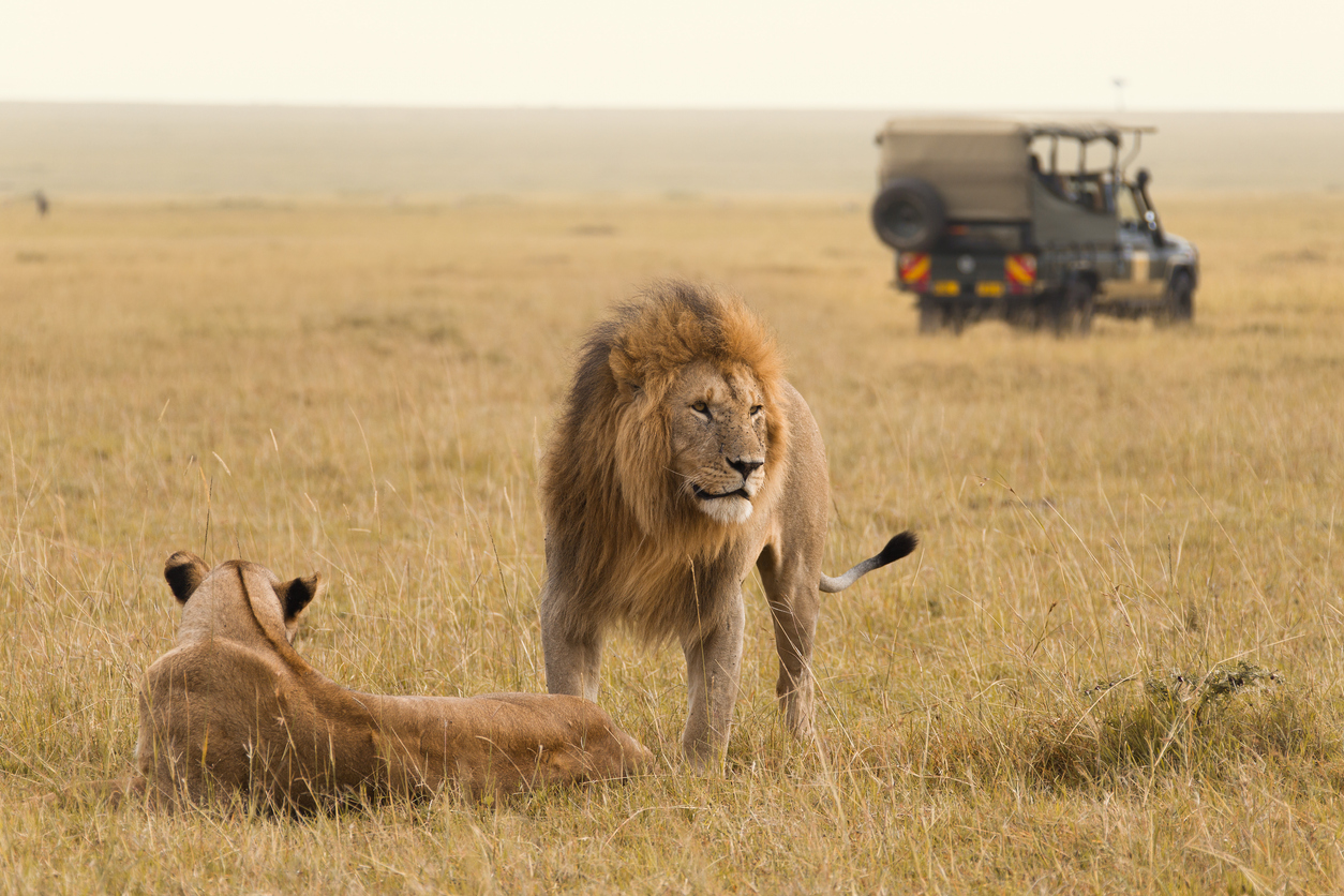 Looking for a memorable holiday? Book your Kenya adventure with African Land