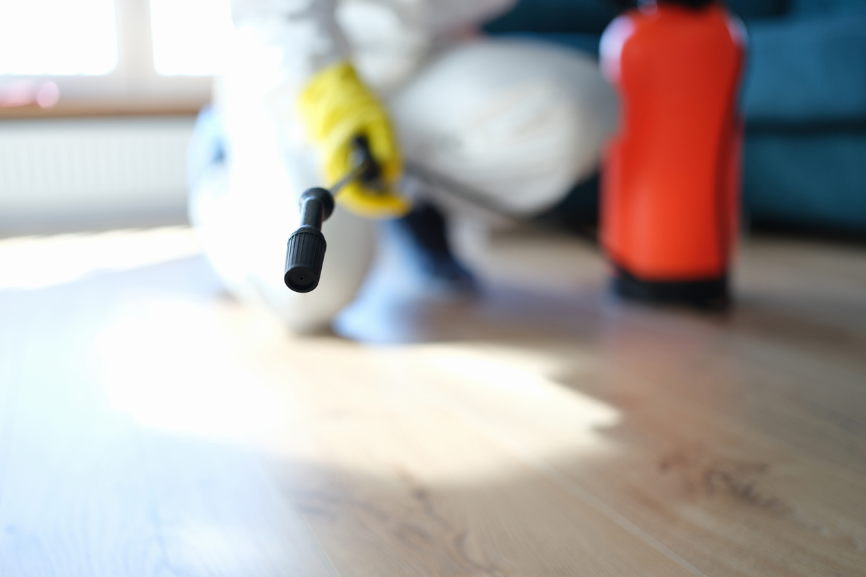 Affordable Termite Treatment Options in Lagos for Homeowners