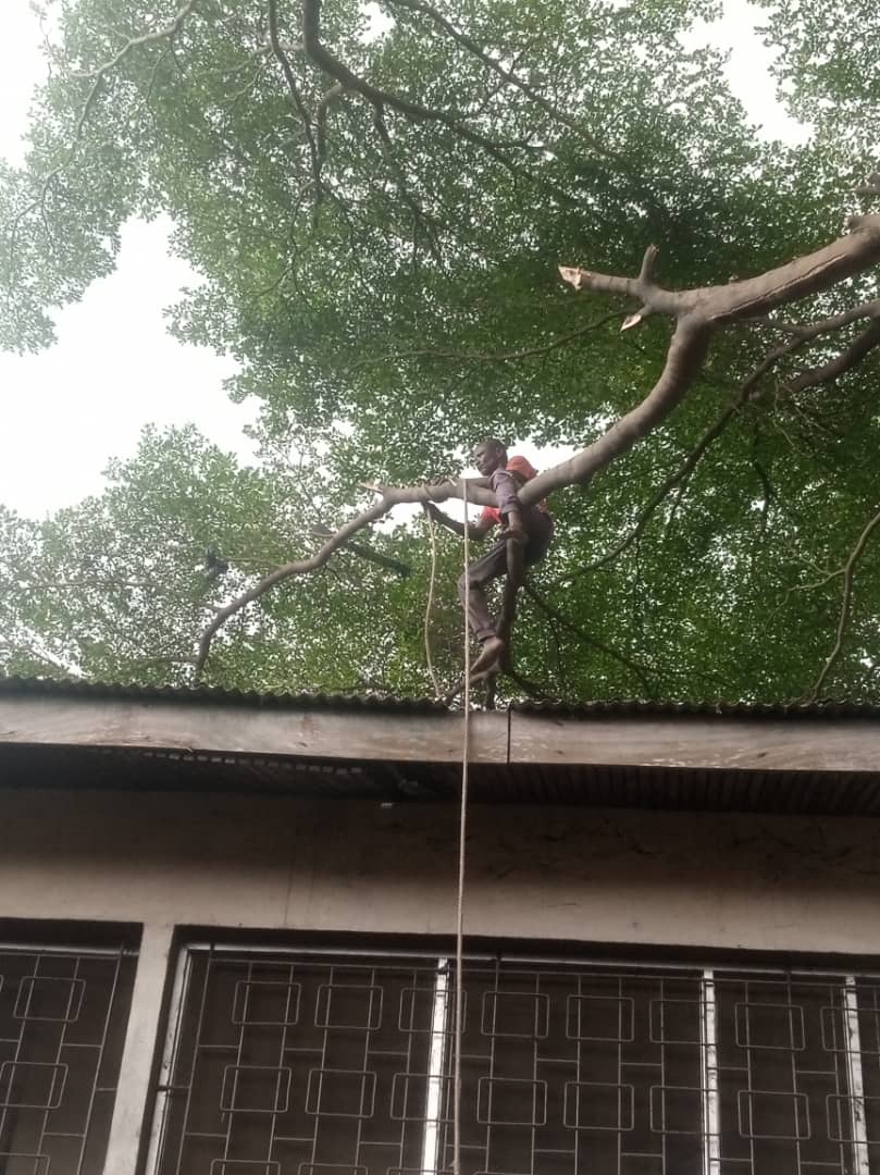 Professional Tree Removal for Safety & Property Care in Lagos