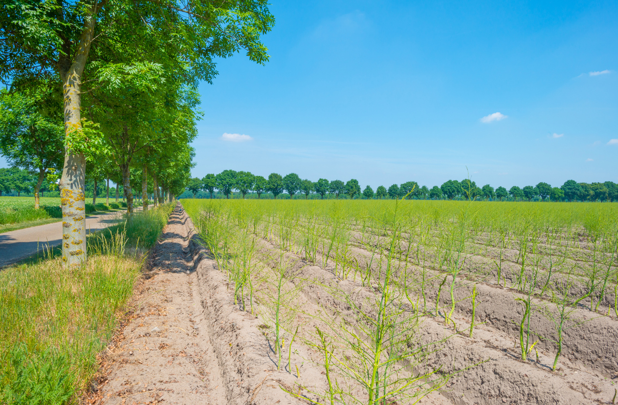 Managed Farmland for Lease in Nigeria: Invest in Agribusiness Today