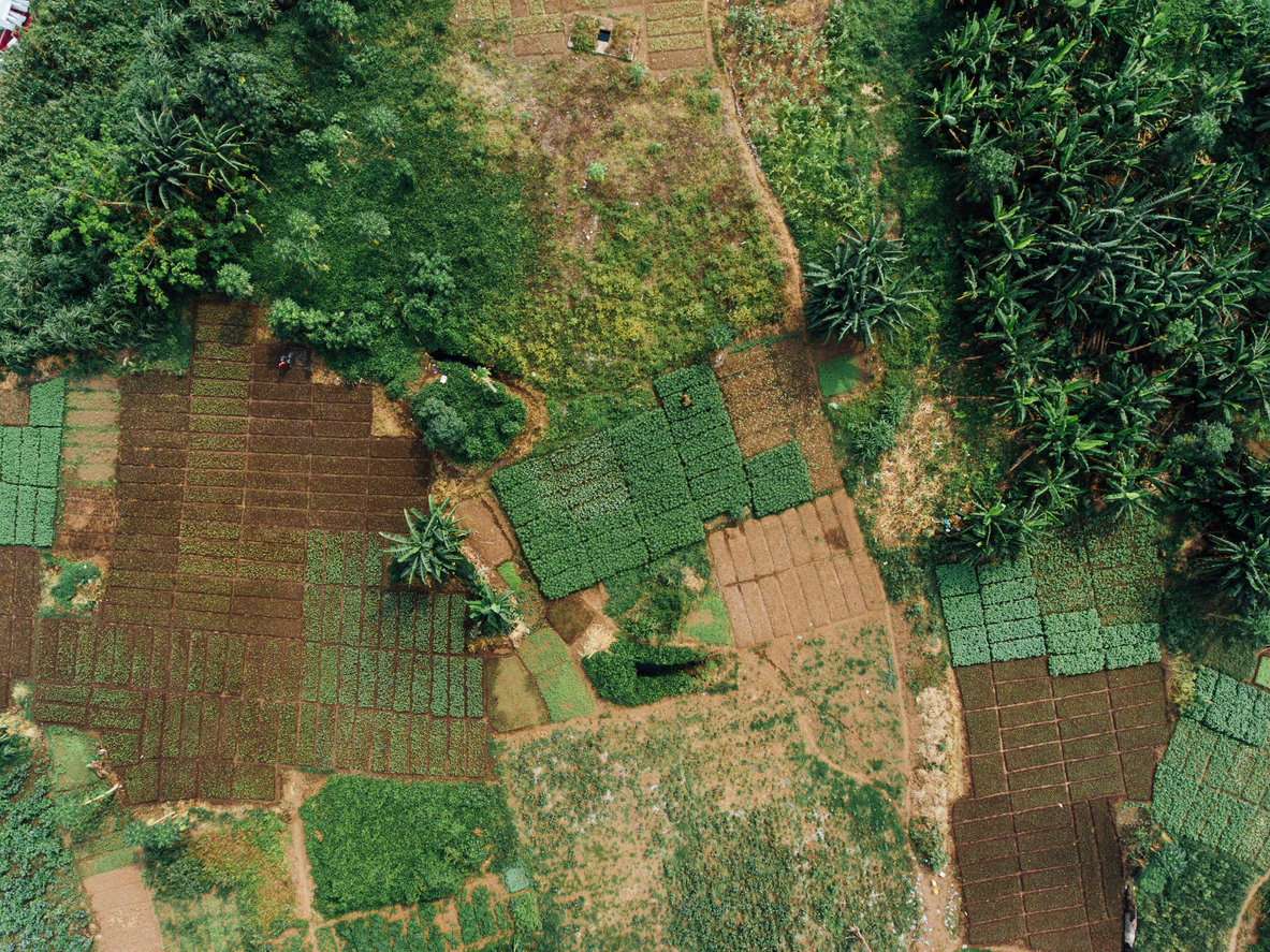 African Land: Agribusiness Investment Opportunities in Nigeria