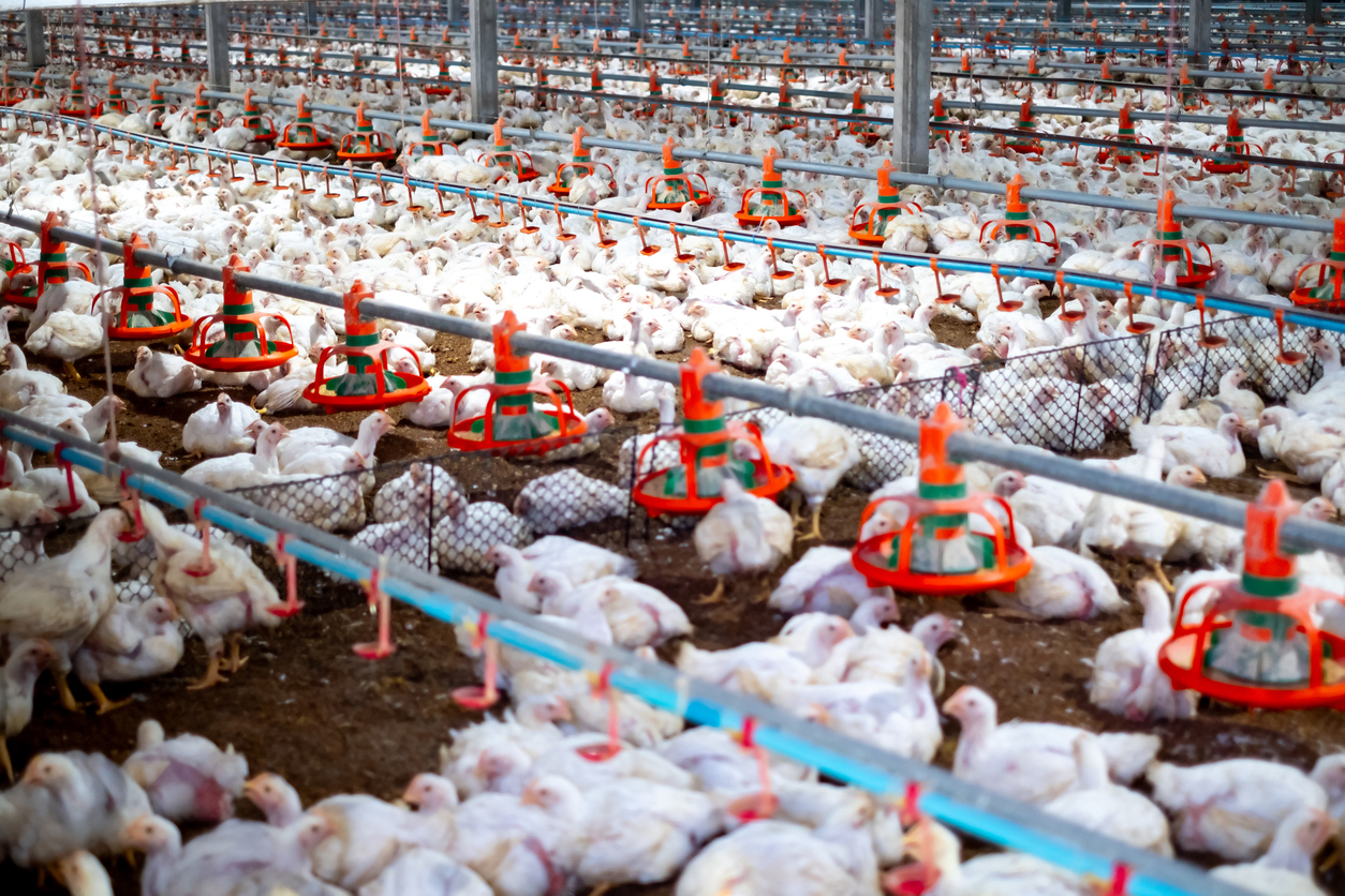 African Land: Launch Your Poultry Business in Africa’s Top Markets