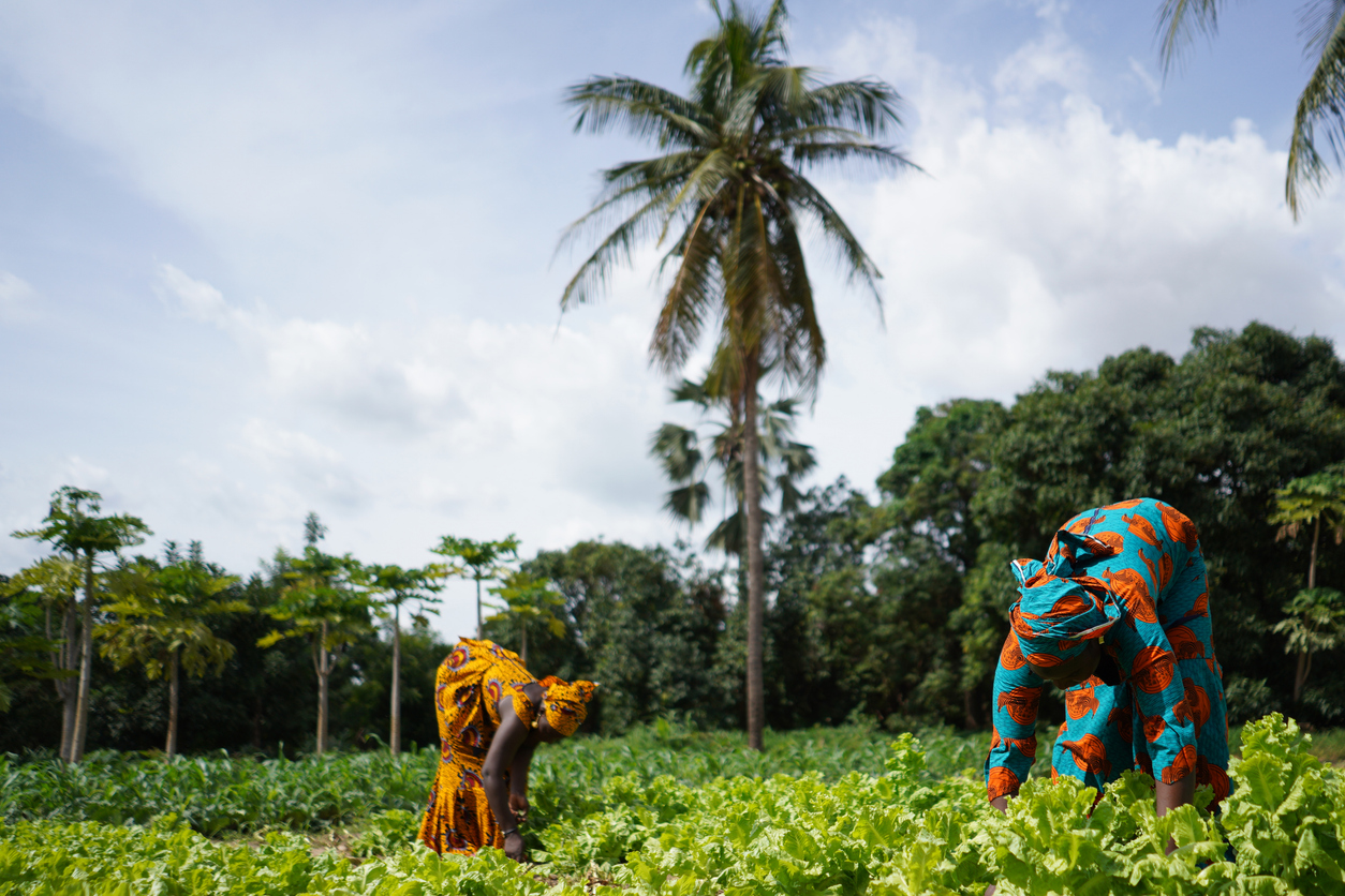Grow Agriculture in Africa Through Co-Investment with African Land