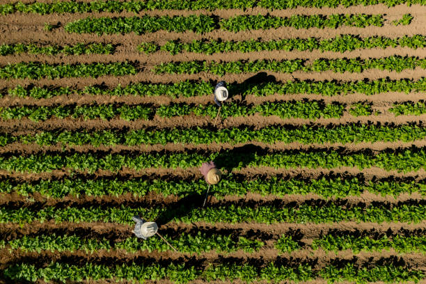 Buy Serviced Farmland with Water Access in Nigeria