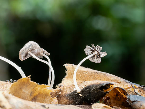 Weed Membrane Buying Tips for Lagos Real Estate and Landscaping