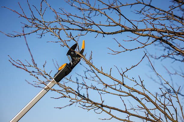 Where to Get an Extendable Hedge Trimmer in Lagos Nigeria  Maintenance & Estate Tool