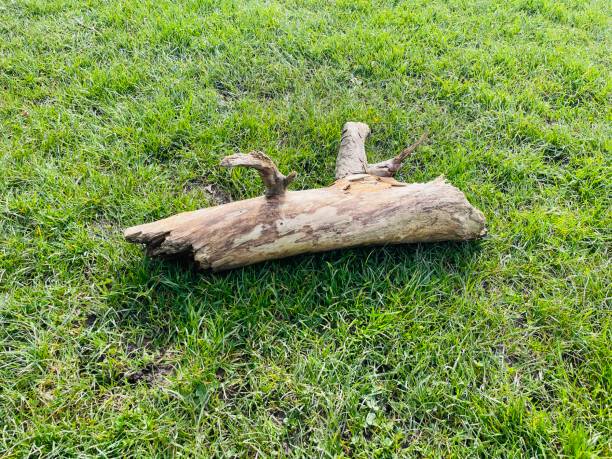 Efficient Mini Wood Stove in Lagos Nigeria  Log Burner for Property Heating