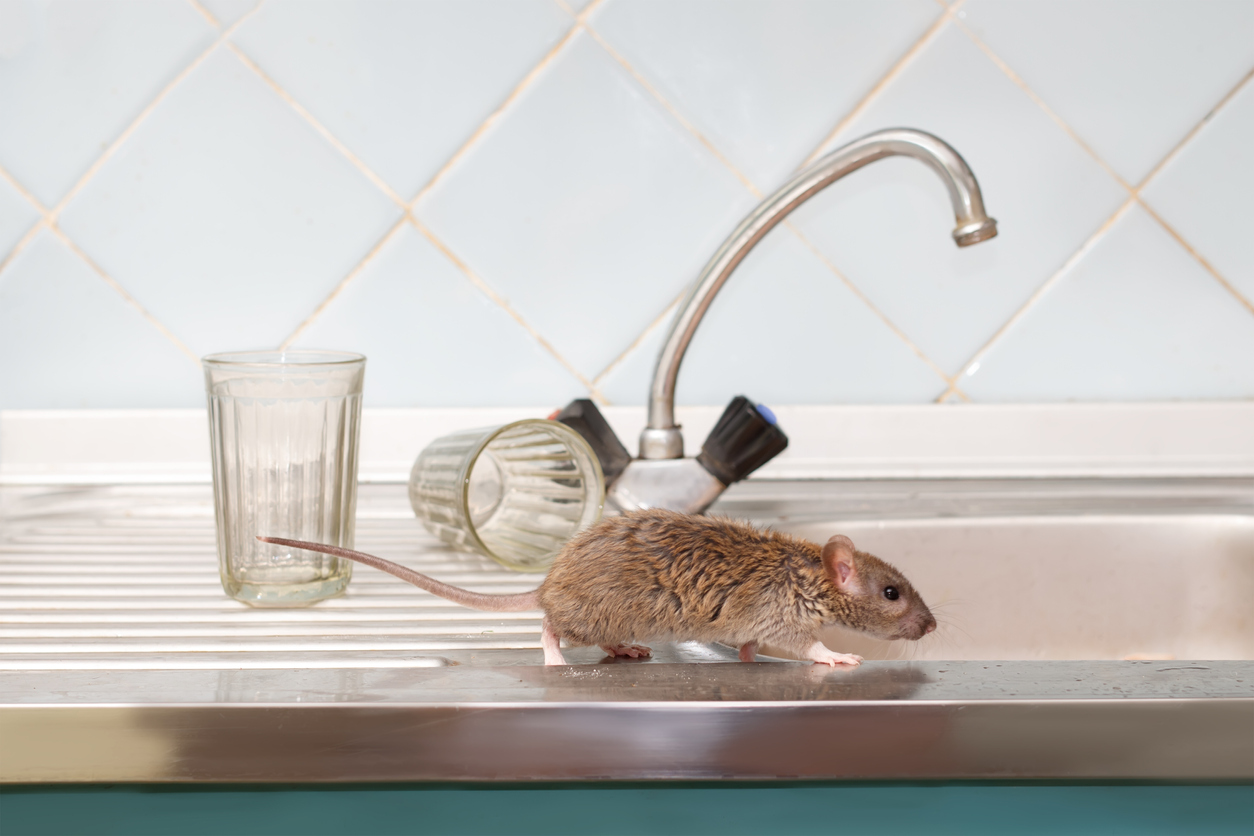 Rat Control: Simple and Effective Ways to Get Rid of Rats in Your Home