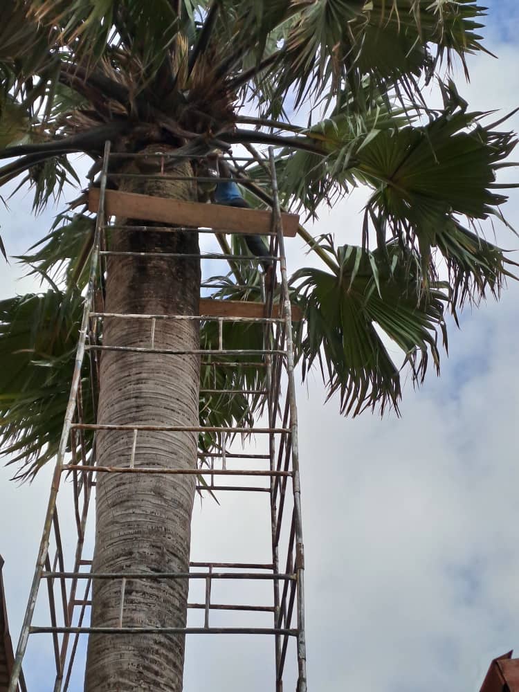 Transforming Lekki's Landscape: A Case Study of African Land's Palm Tree Removal Service in Lagos