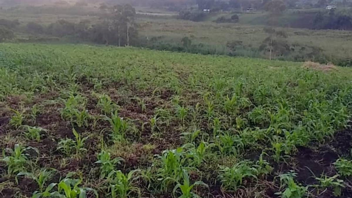 Vast 63-Acre Farm Land in Fort Portal, Uganda - A Green Paradise Awaits!