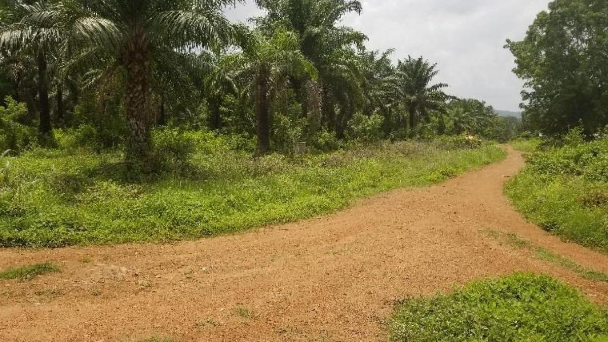 2,737 hectares Palm Plantation for Sale in Oyo State