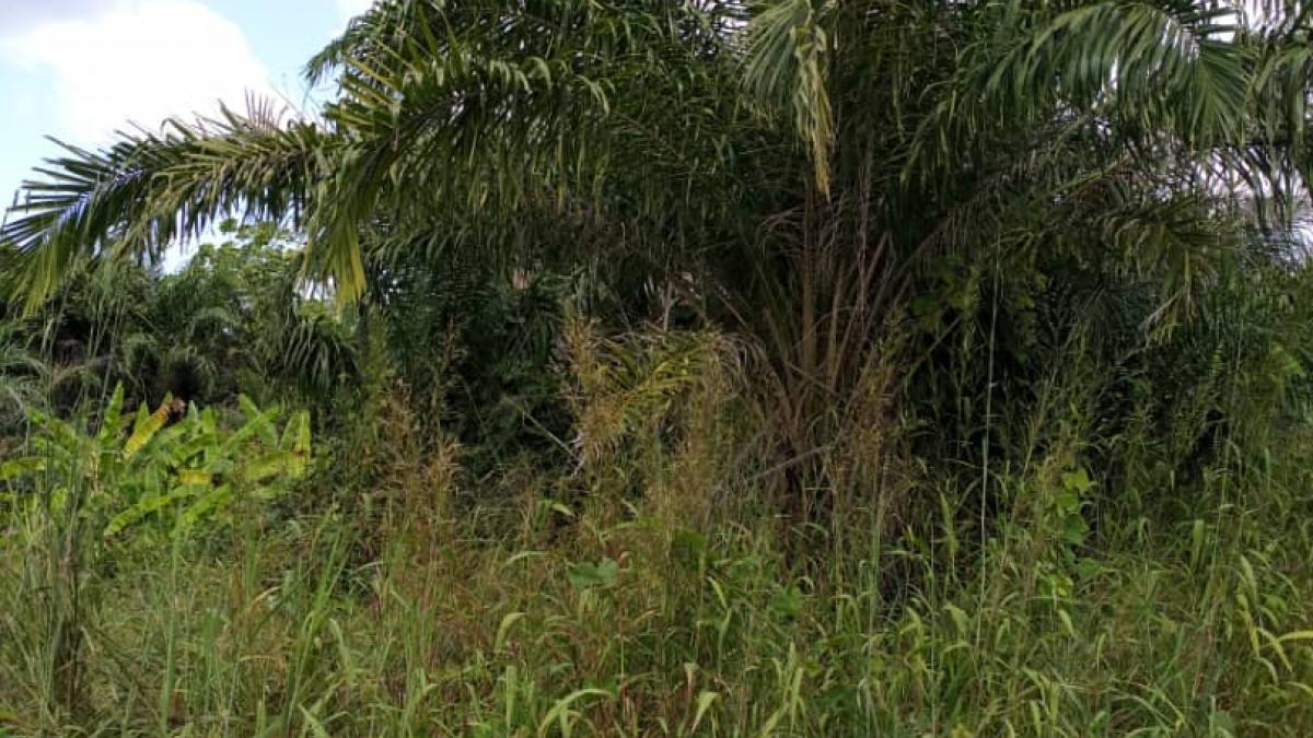 Farmland for Sale/Lease in Middle Belt of Ghana