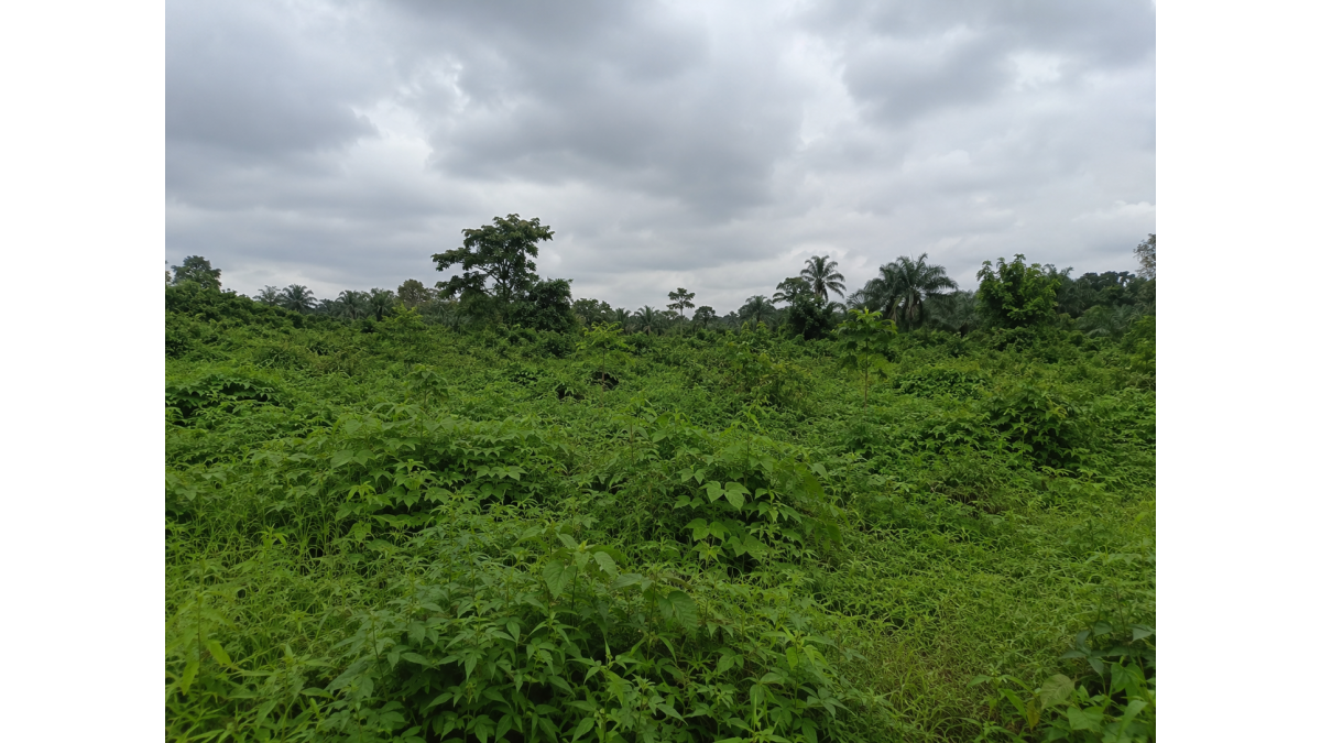 25+ Mixed-Use Plots for Sale at Npunpuokerenta, Oyigbo LGA, Rivers State
