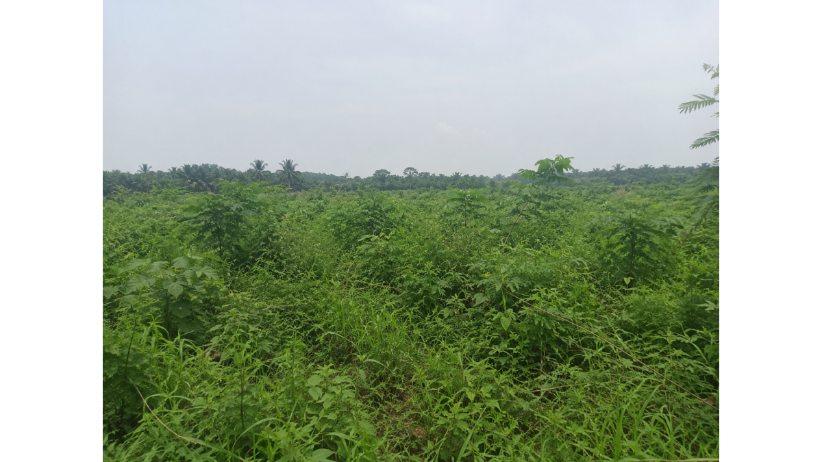 200+ Mixed-Use Plots for Sale at Azuogu, Oyigbo LGA, Rivers State