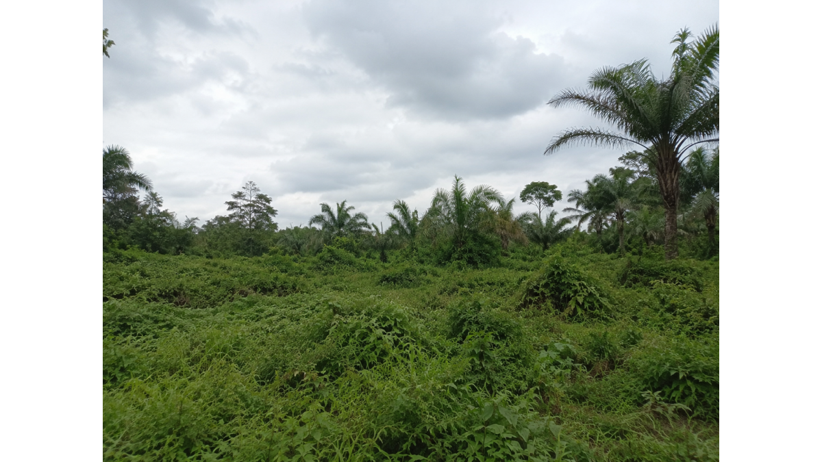 40+ Mixed-Use Plots for Sale at Imarihun, Oyigbo LGA, Rivers State