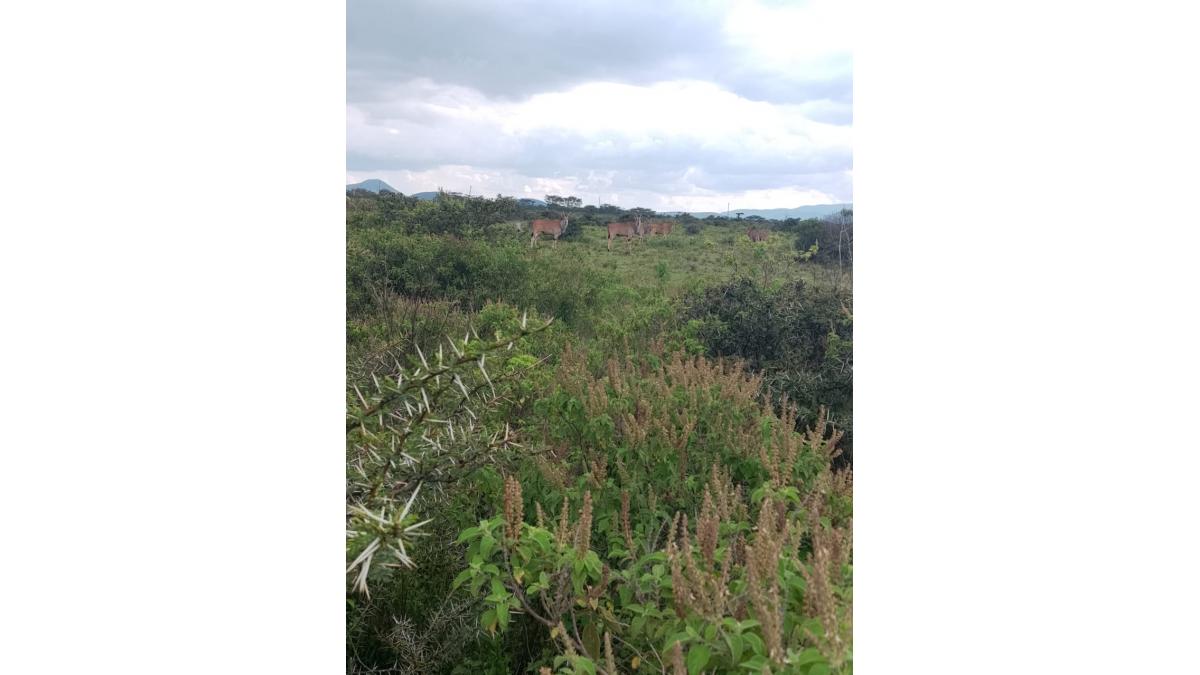 2 bed flat to let, Crown Lodge, Elystan Street - African Land