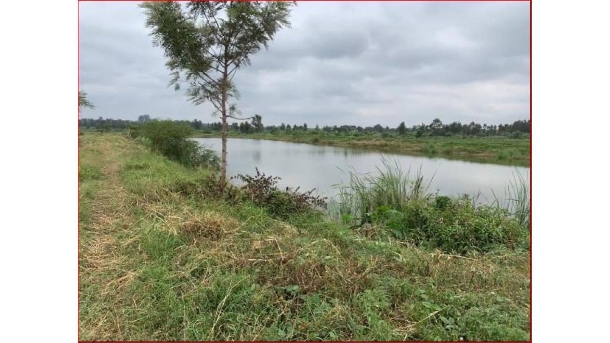 475-Acre Prime Coffee & Avocado Farm for Sale in Thika, Kenya