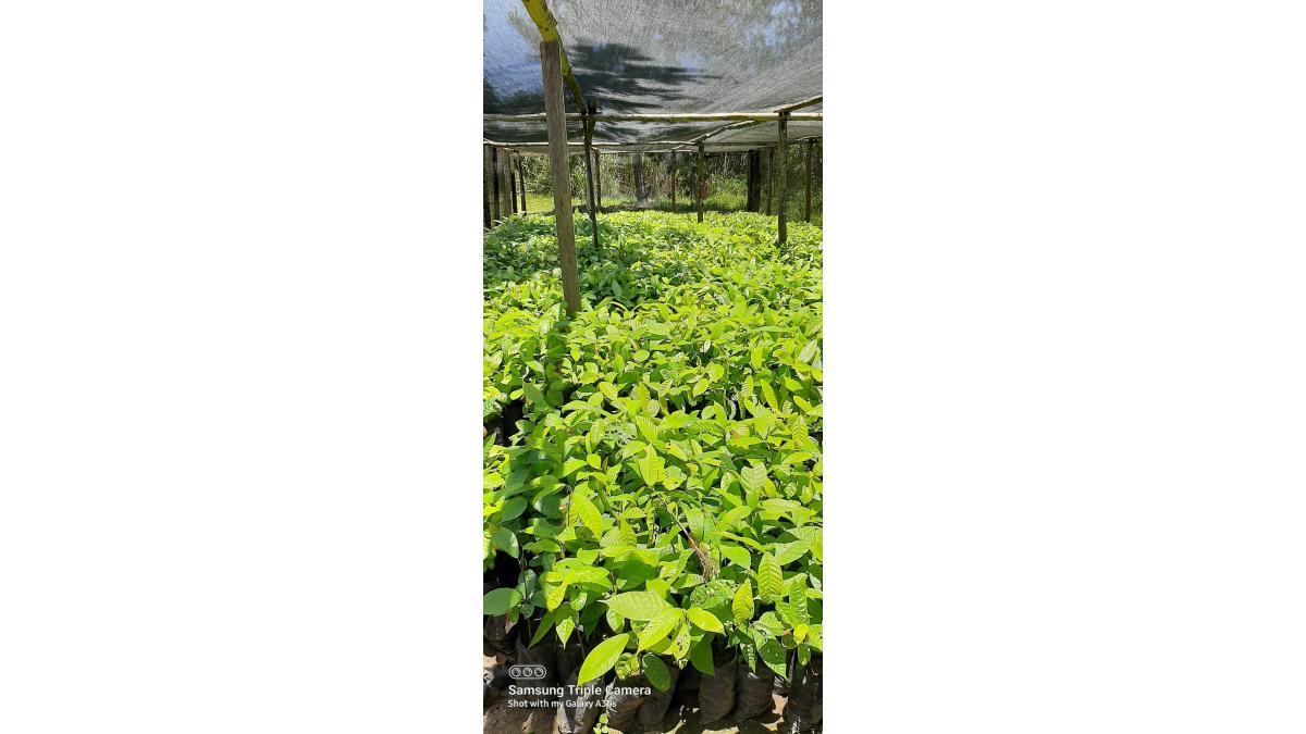 320-Acre Cocoa Farm for Sale in Uganda – 80 Acres Mature Cocoa