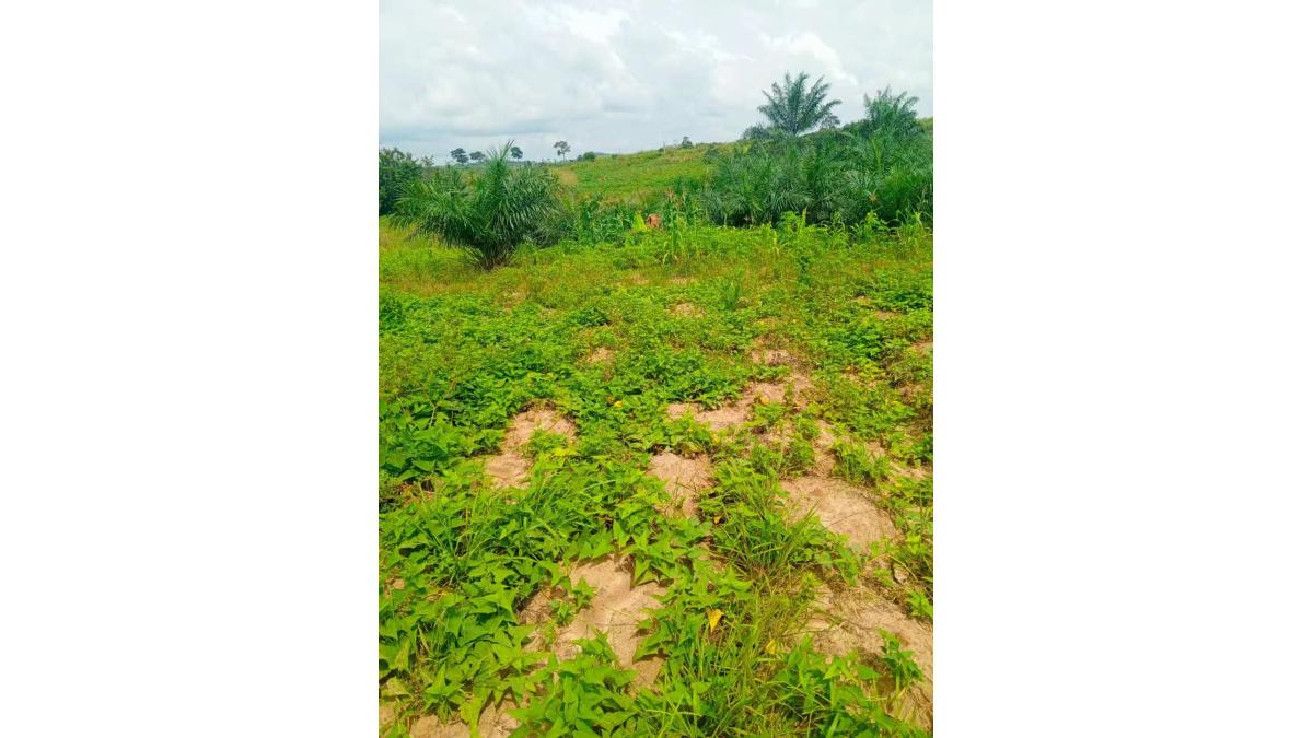 2 bed flat to let, Crown Lodge, Elystan Street - African Land