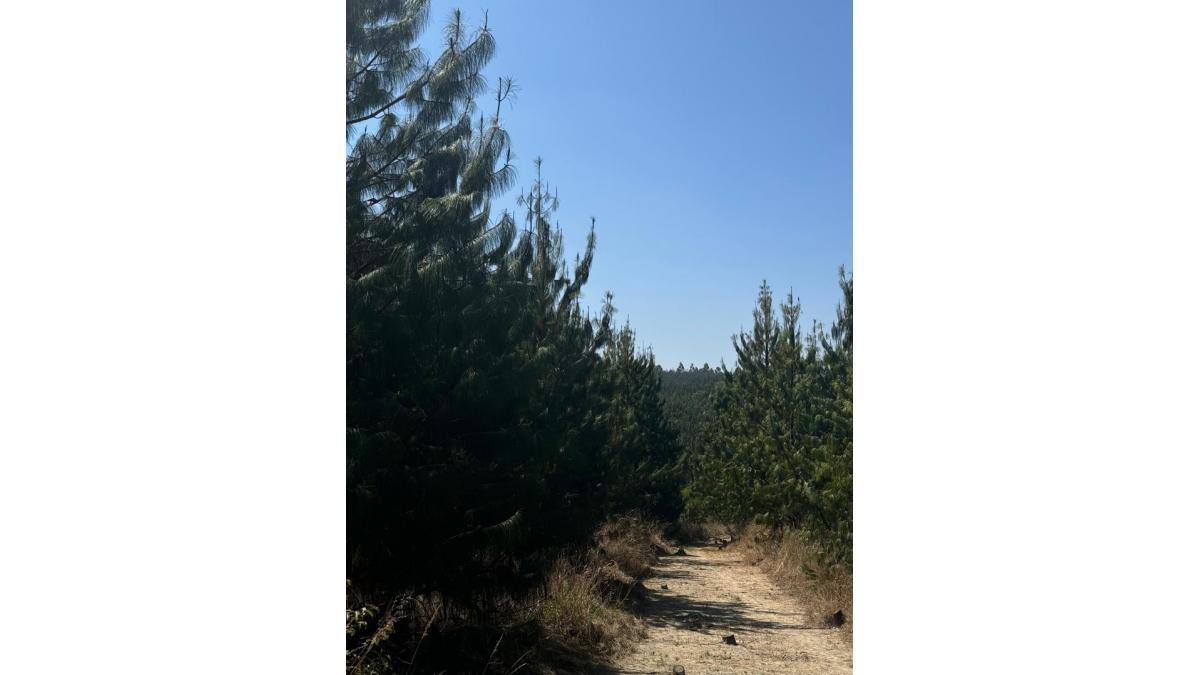 Prime Pine Tree Plantation for Sale – Ifunda