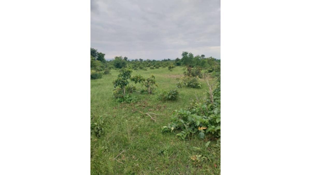 Land for Sale – 10 Acres (40 Plots) | Ho, Volta Region