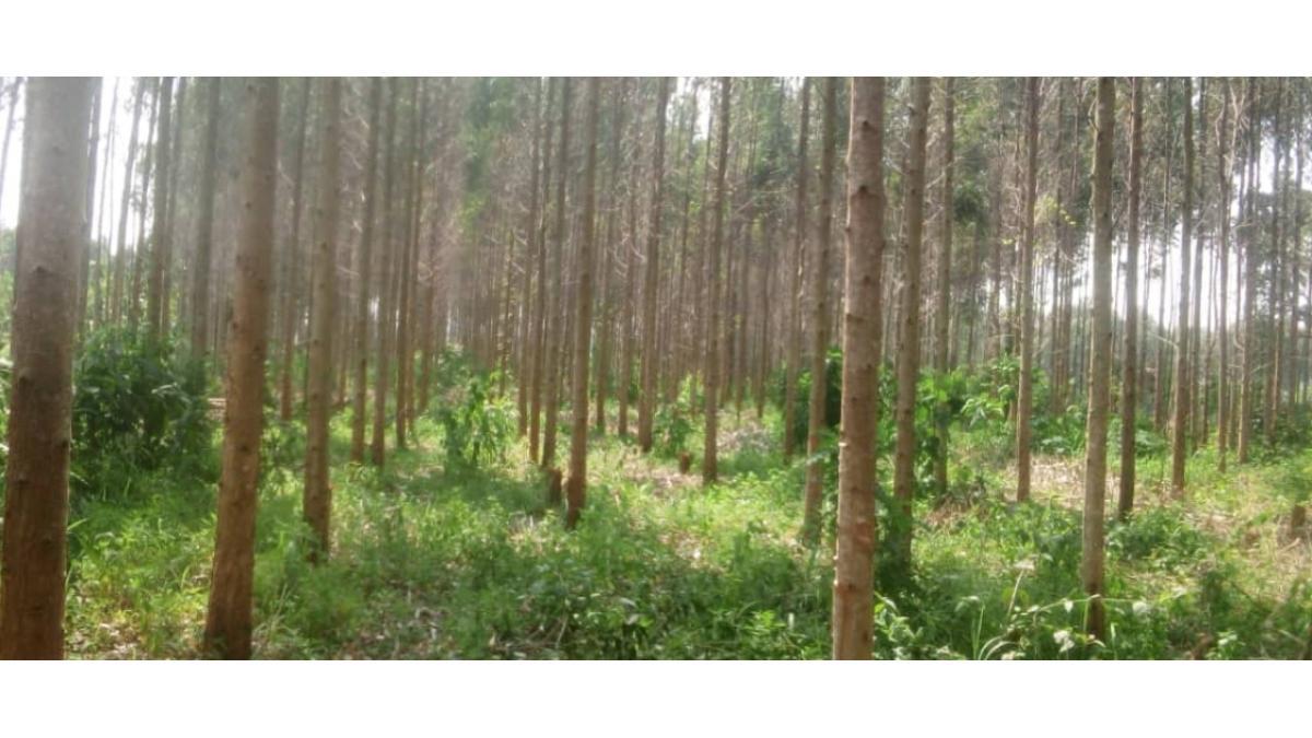 Land for Sale – Hoima District, Near Kabalega International Airport