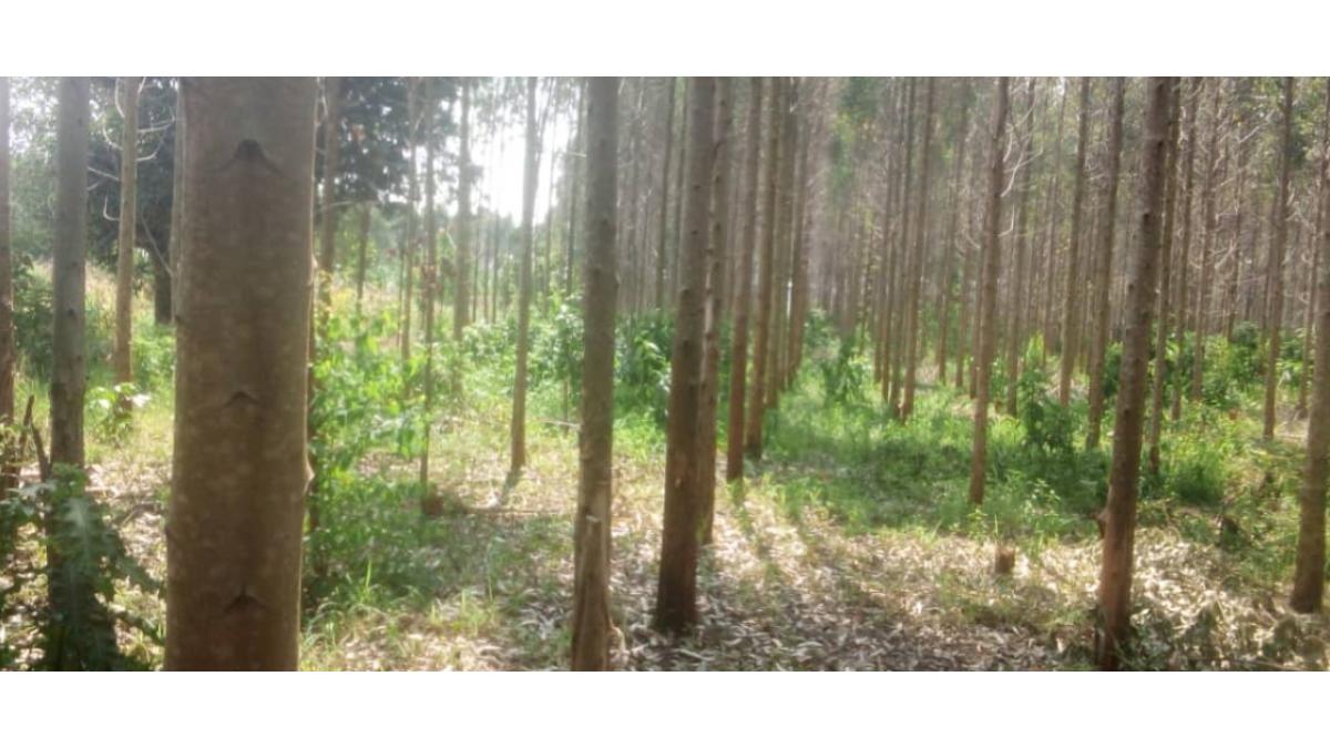 2 bed flat to let, Crown Lodge, Elystan Street - African Land